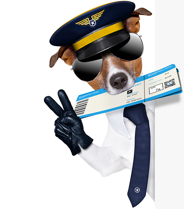 A menudo hablado Email acelerador Animales por Avión – Empresas de Transporte de Animales – Transporte de  Mascotas Internacional – Transporte de Animales Domésticos en Avión